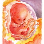 Embryo 12. Week - 12. Schwangerschaftswoche